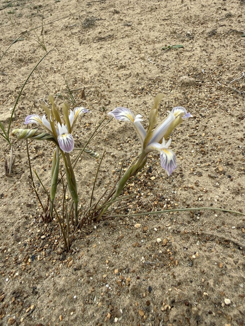 Iris longiscapa photo 3