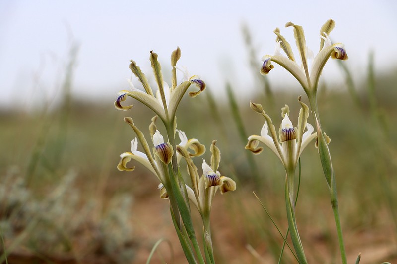 Iris longiscapa photo 4