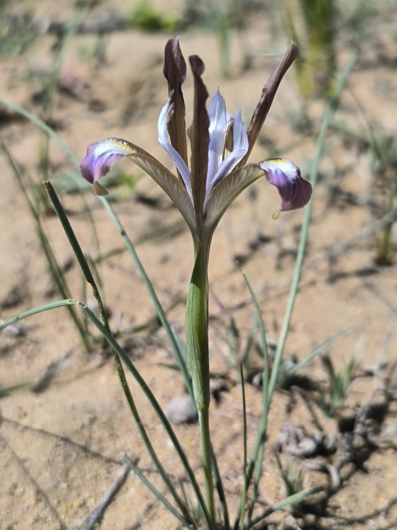 Iris longiscapa photo 5