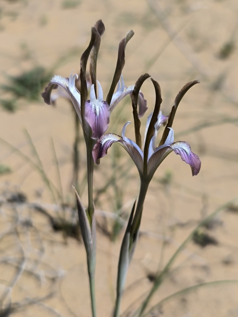Iris longiscapa photo 6