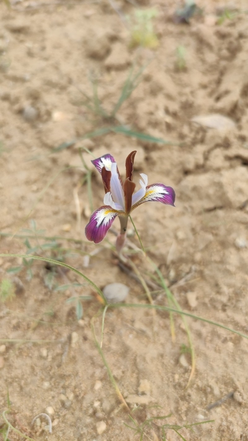 Iris longiscapa photo 7