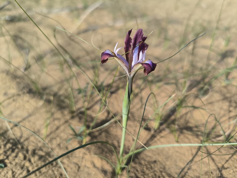 Iris longiscapa photo 8