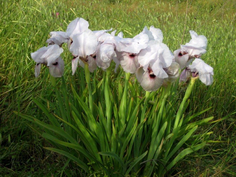 Iris lortetii