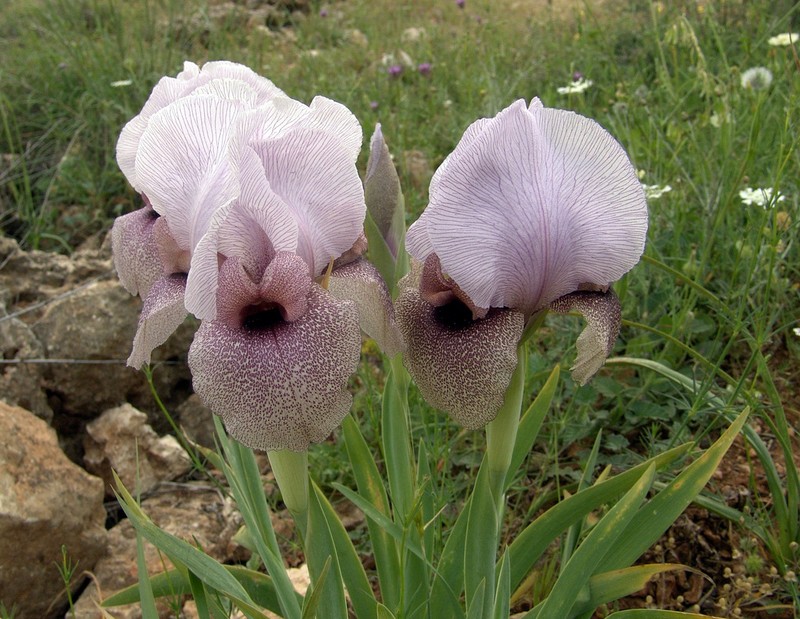 Iris lortetii photo 2
