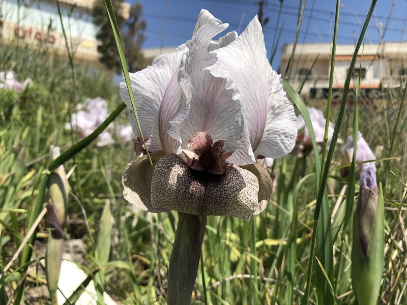 Iris lortetii photo 3