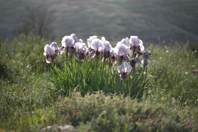 Iris lortetii photo 4
