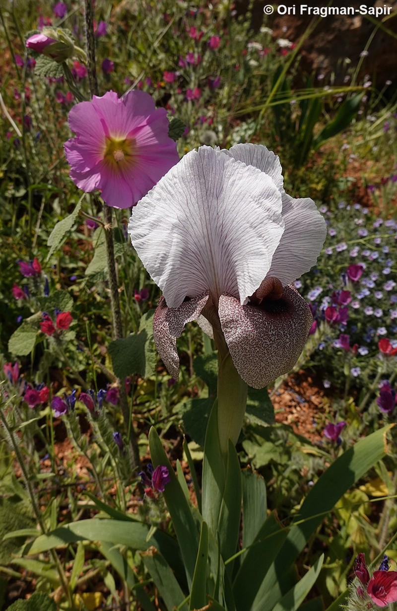 Iris lortetii photo 5