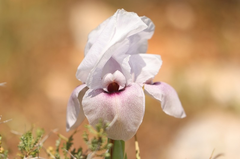 Iris lortetii photo 6