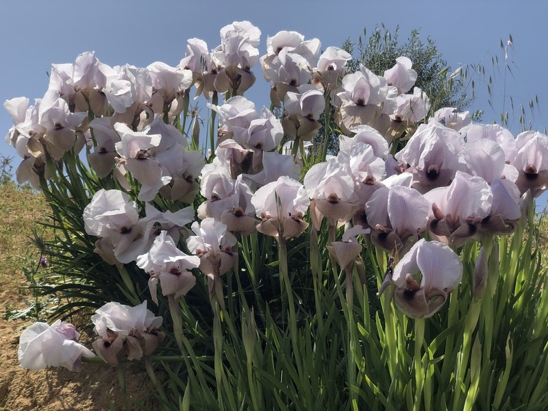 Iris lortetii photo 7