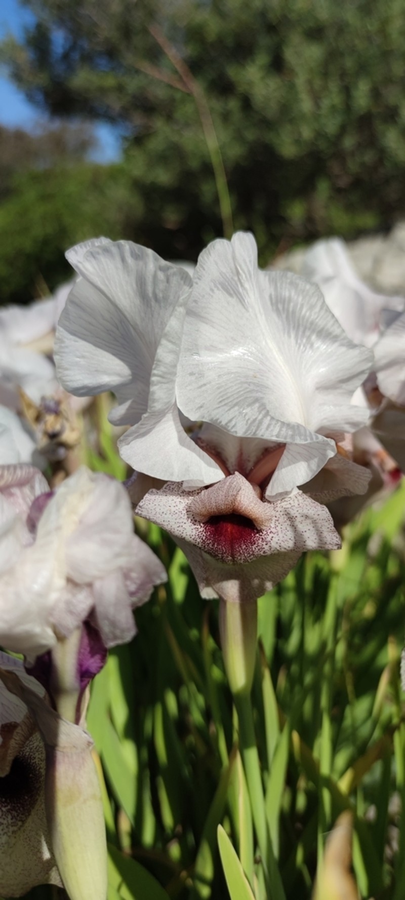 Iris lortetii photo 8