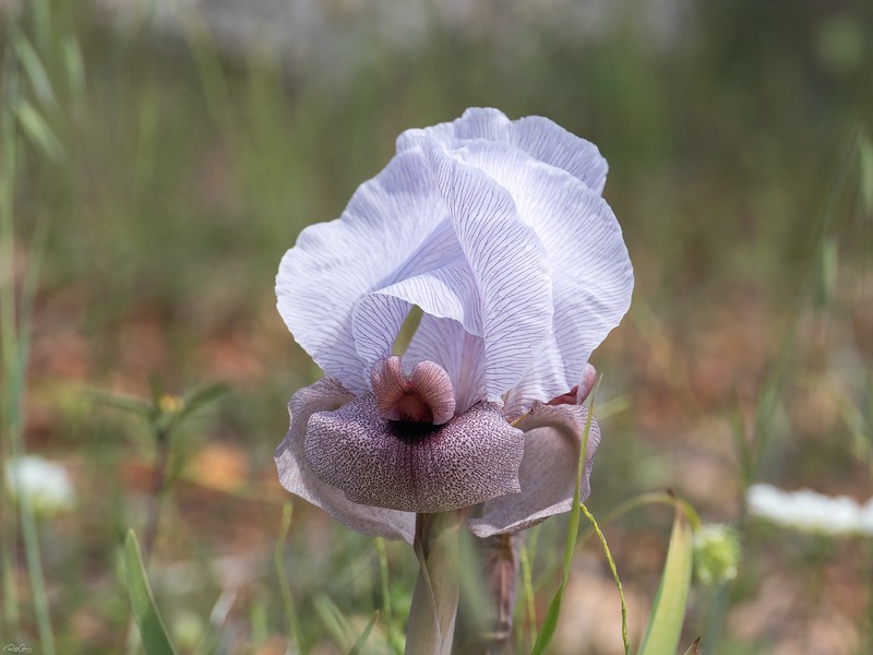 Iris lortetii var. samariae photo 2