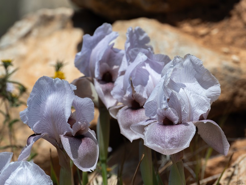 Iris lortetii var. samariae photo 4