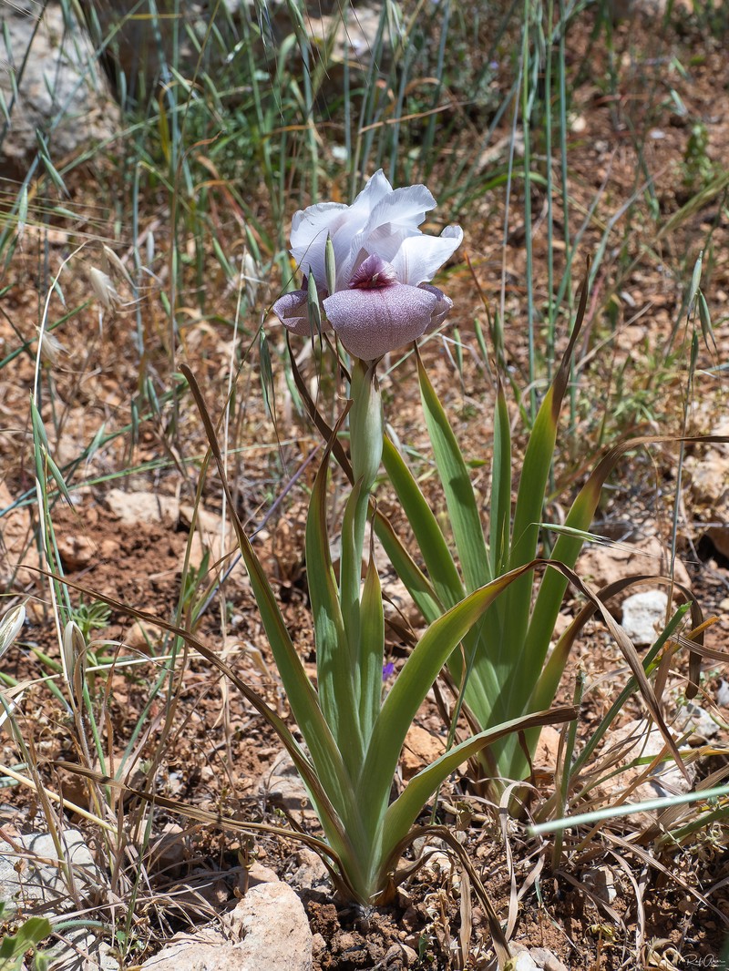 Iris lortetii var. samariae photo 5
