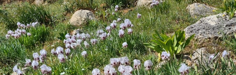 Iris lortetii var. samariae