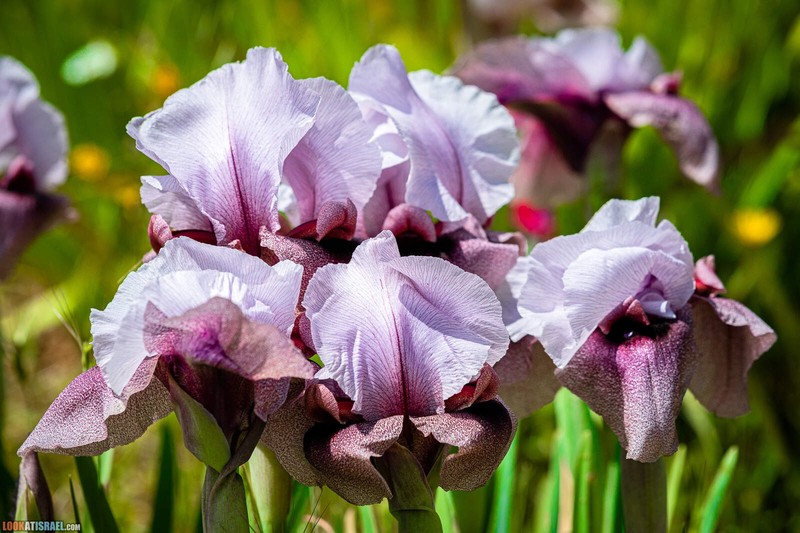 Iris lortetii var. samariae photo 7