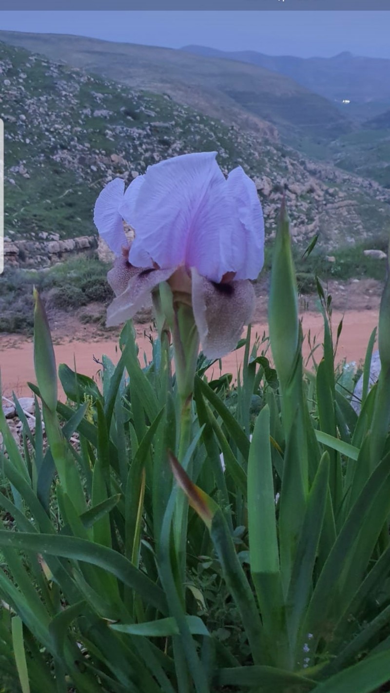 Iris lortetii var. samariae photo 8
