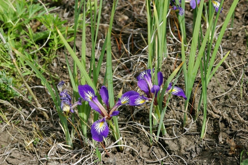 Iris ludwigii photo 2