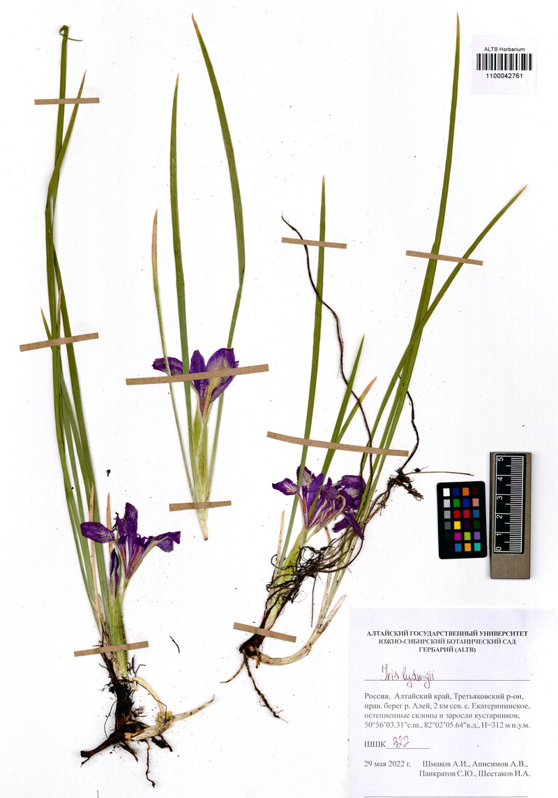 Iris ludwigii photo 5