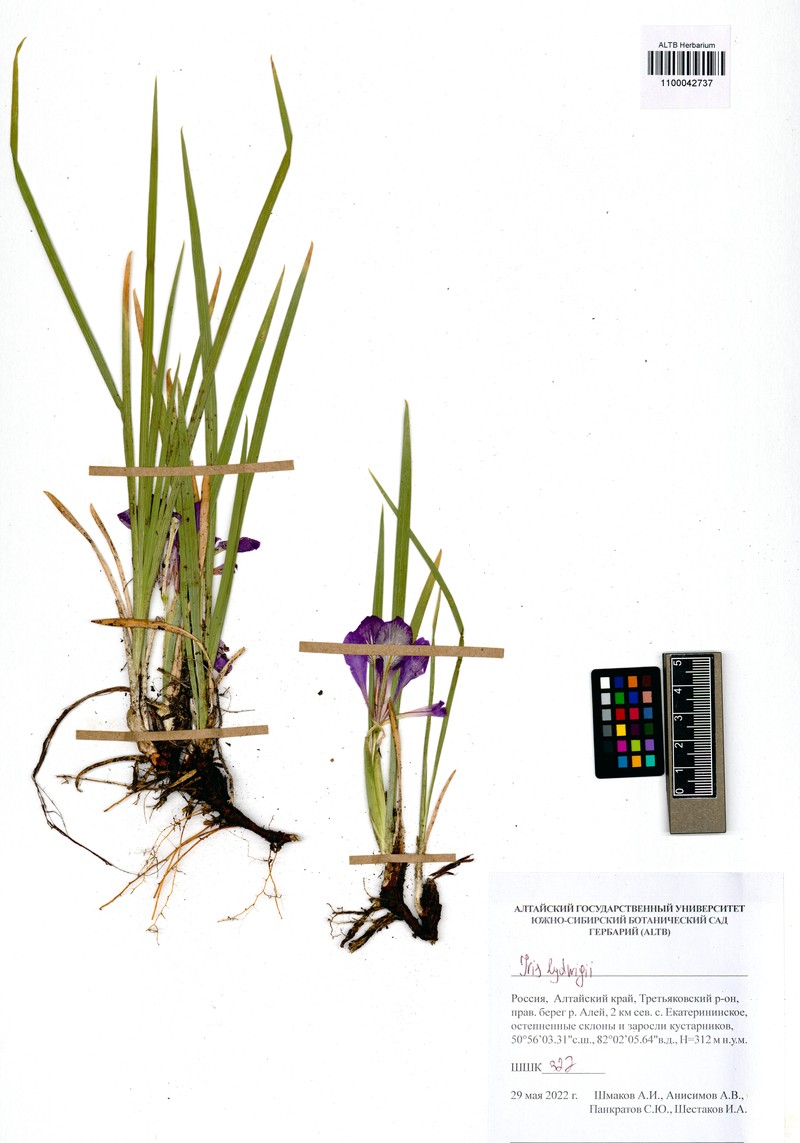 Iris ludwigii photo 6