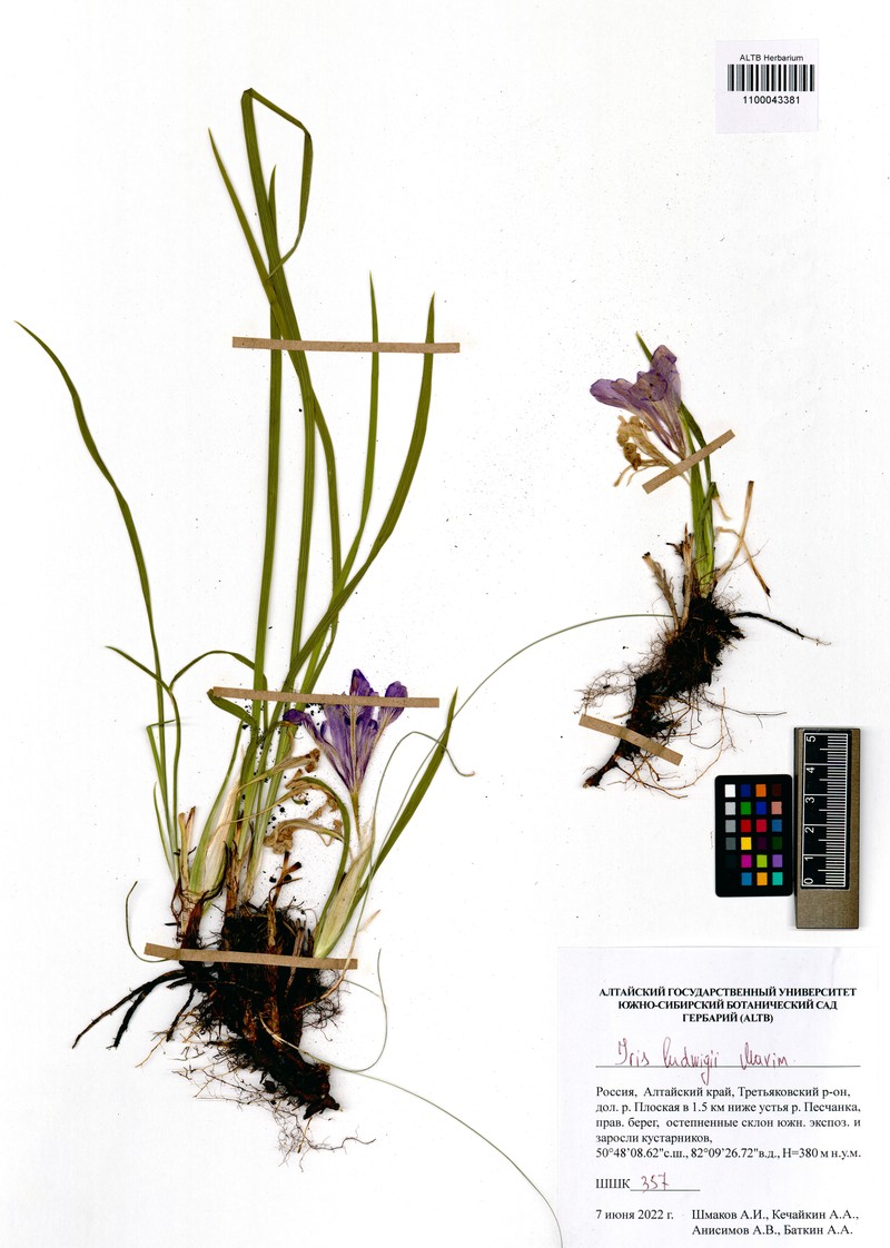 Iris ludwigii photo 7