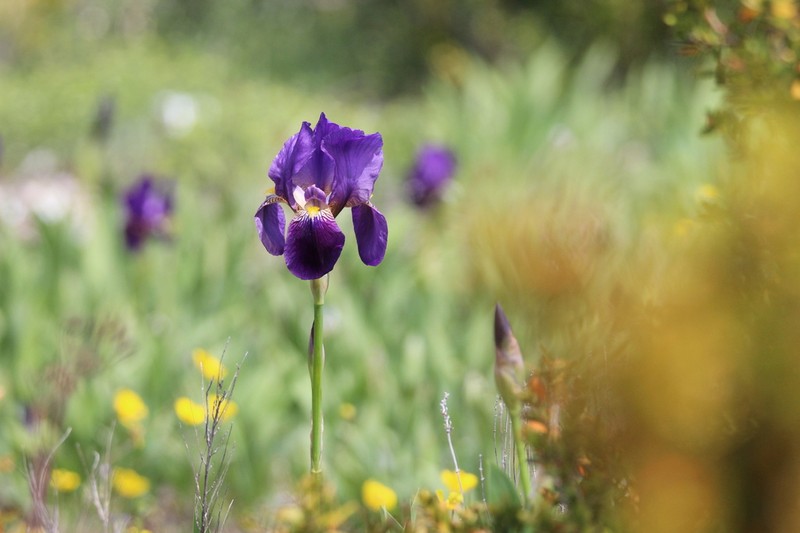 Crimean Iris photo 2