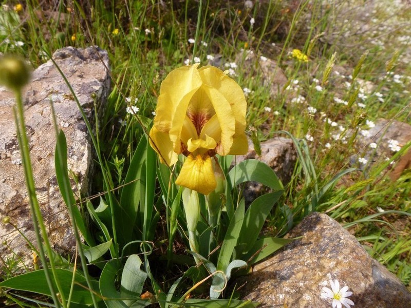 Crimean Iris photo 3
