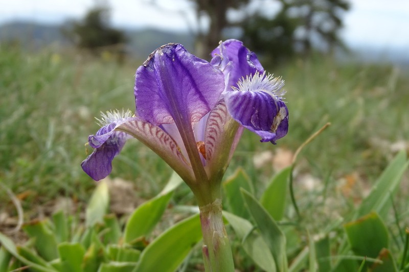 Crimean Iris photo 4