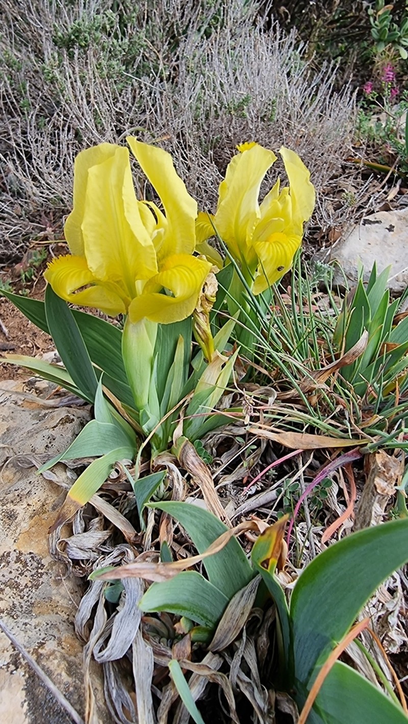Crimean Iris photo 5