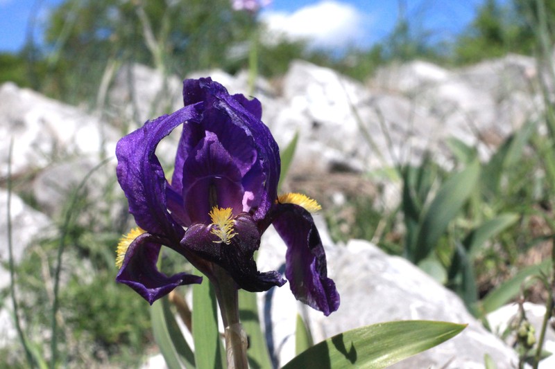 Crimean Iris photo 6