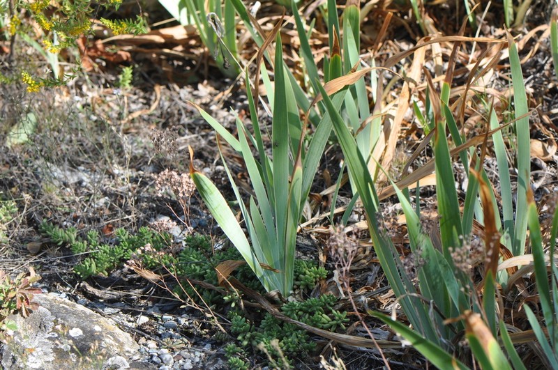 Crimean Iris photo 7
