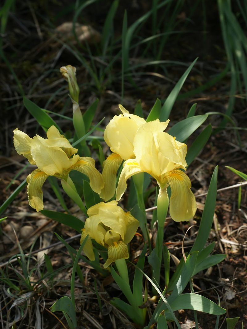 Crimean Iris