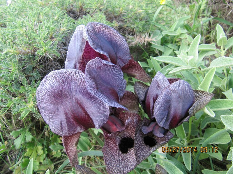Iris lycotis photo 2
