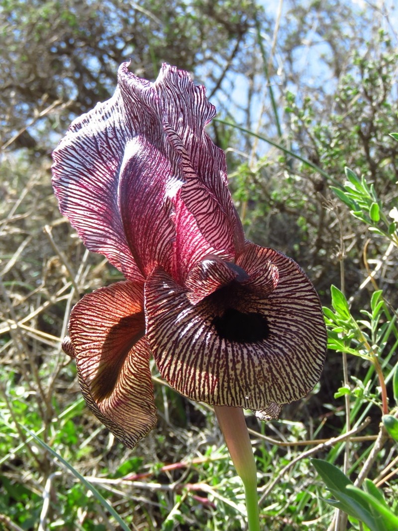 Iris lycotis photo 3