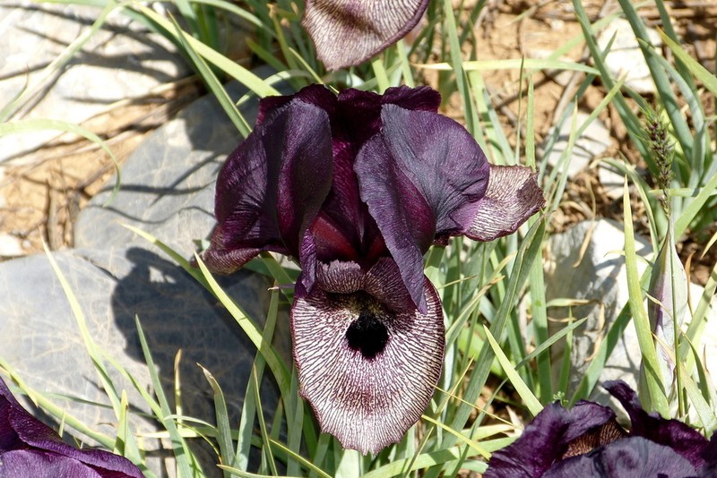Iris lycotis photo 4