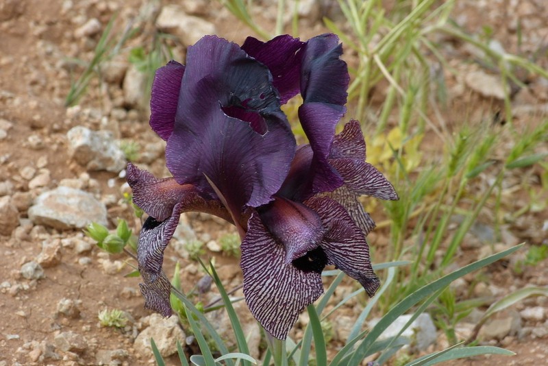 Iris lycotis photo 5
