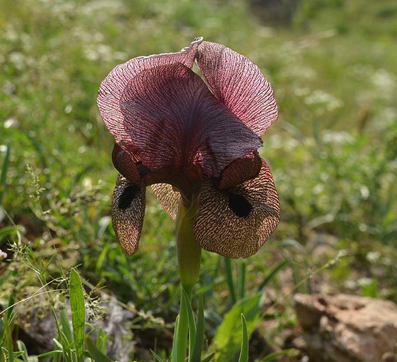 Iris lycotis photo 6