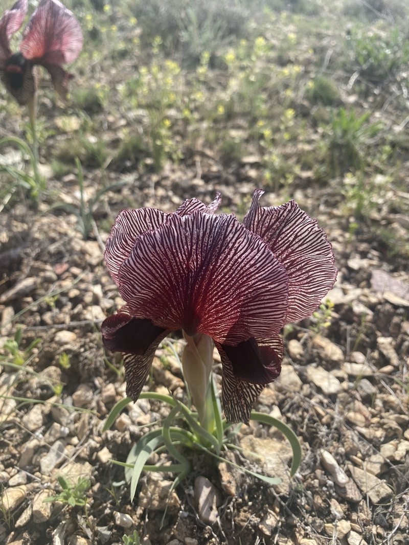 Iris lycotis photo 7
