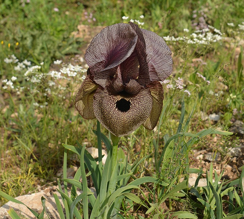 Iris lycotis photo 8