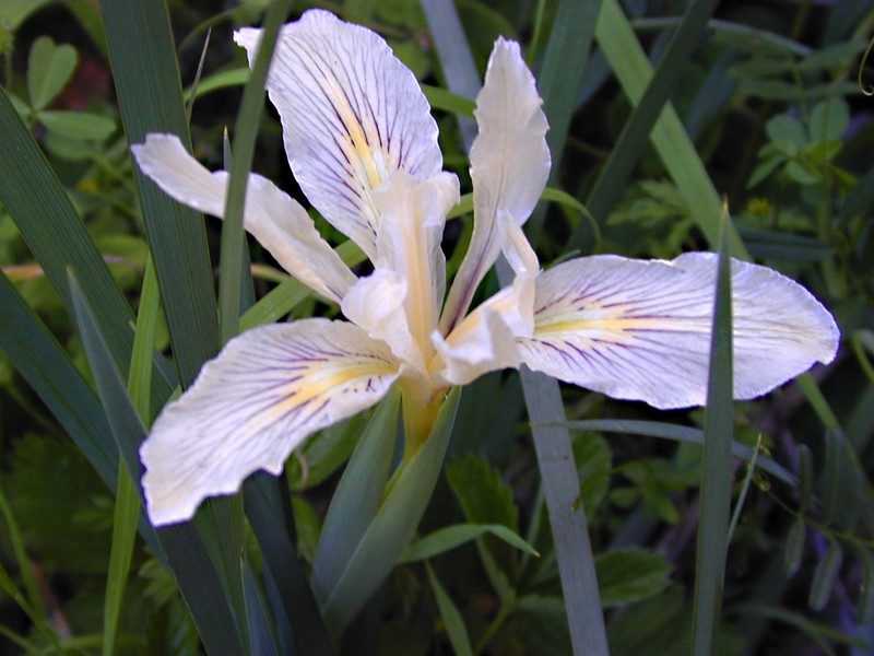 Bowltube Iris photo 4