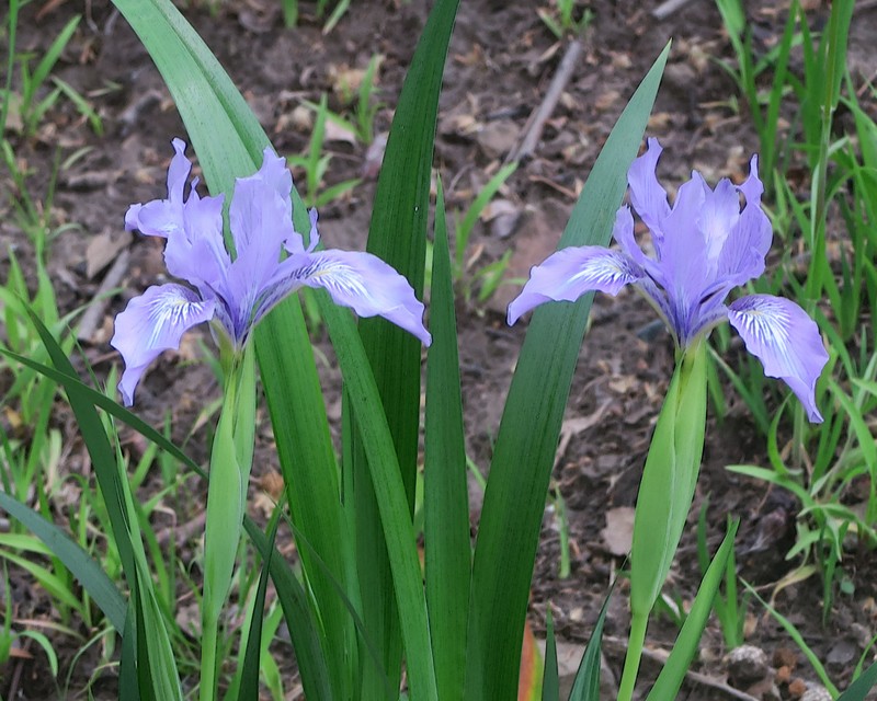 Bowltube Iris photo 5