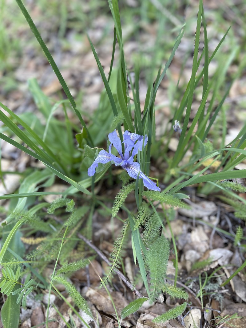 Bowltube Iris photo 2
