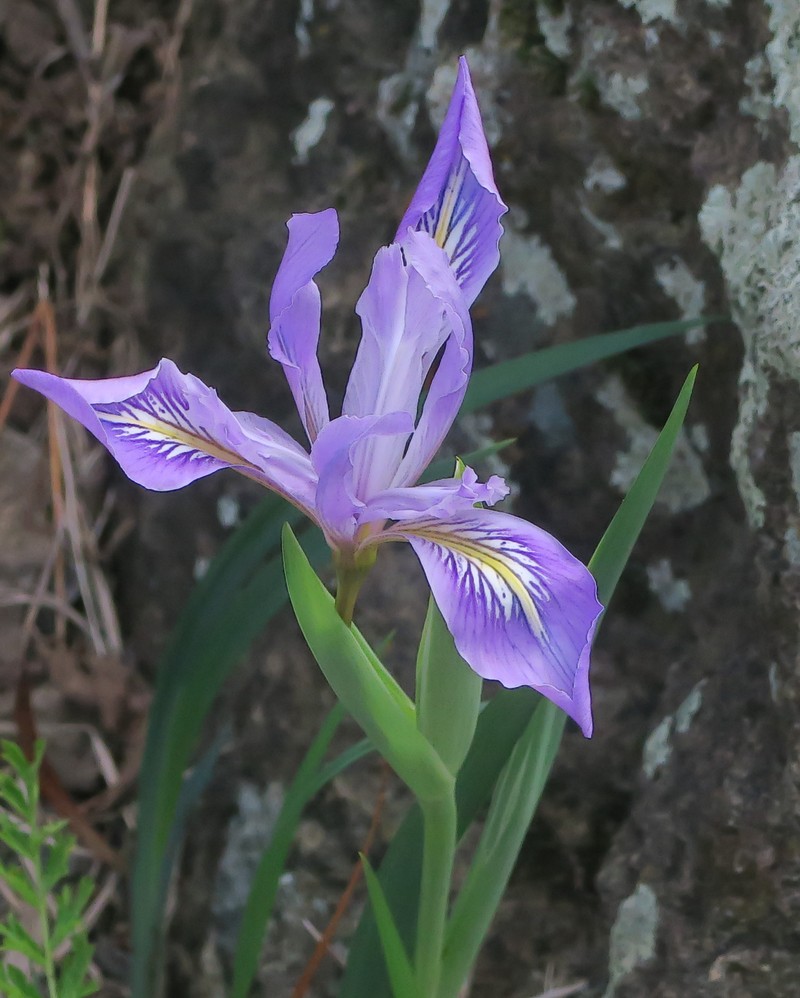 Bowltube Iris photo 3
