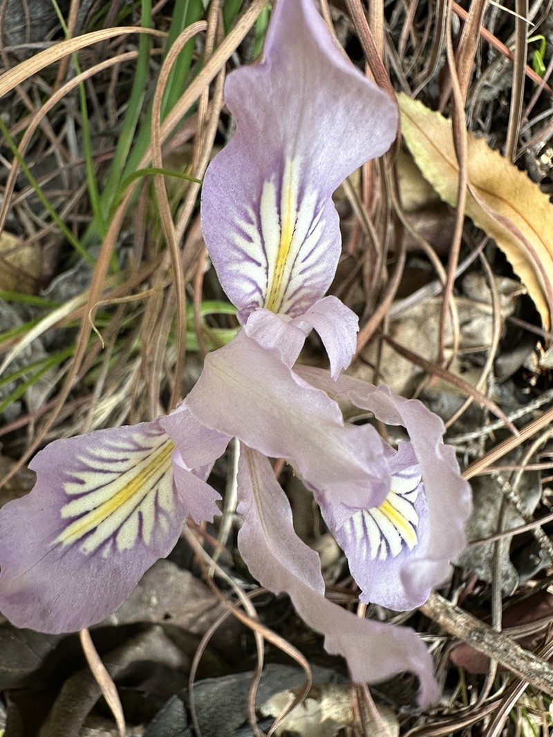 Bowltube Iris