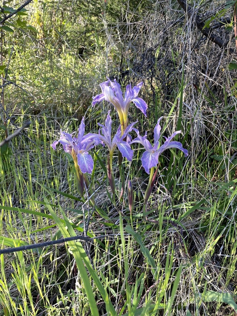 Bowltube Iris photo 2