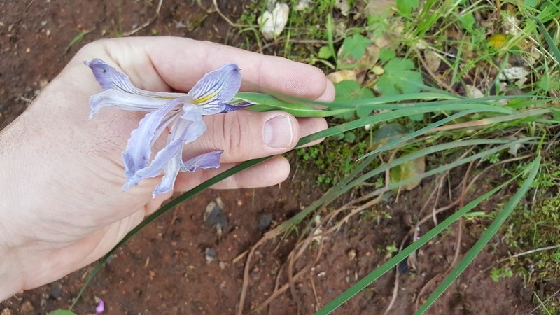 Bowltube Iris photo 3