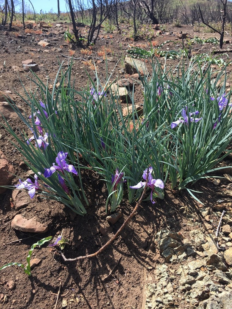Bowltube Iris photo 4