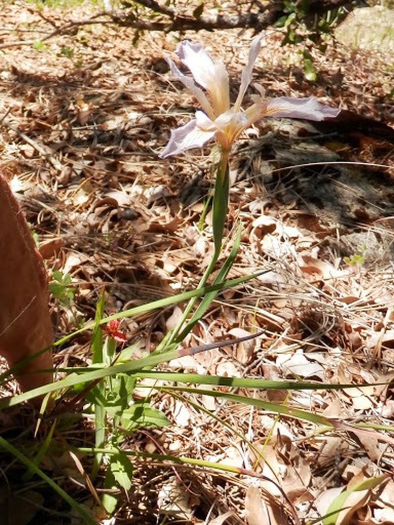 Bowltube Iris photo 5