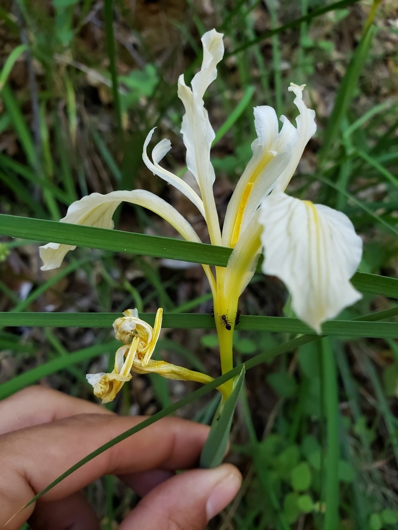 Bowltube Iris photo 6