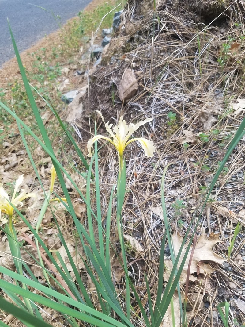 Bowltube Iris photo 7