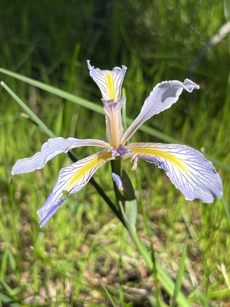 Bowltube Iris photo 8